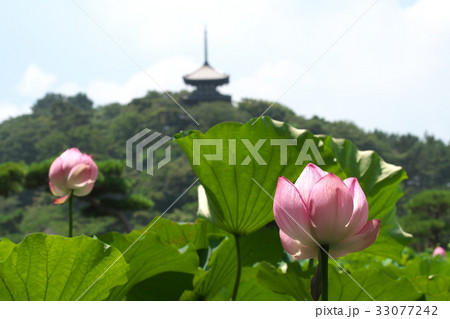 三渓園の蓮の花 33077242