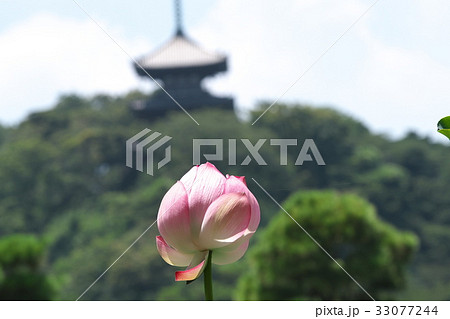 三渓園の蓮の花 三渓園の蓮の花 33077244