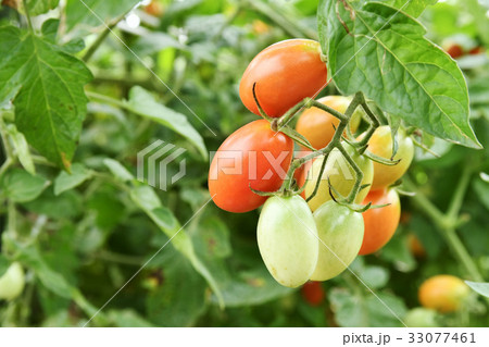 家庭菜園のフルーツトマト 33077461