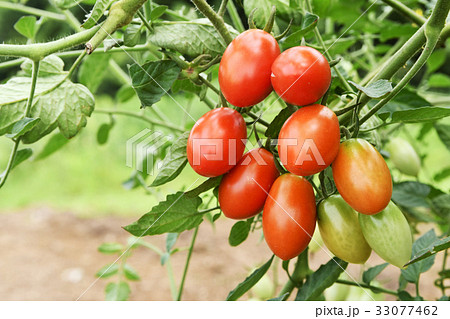家庭菜園のフルーツトマト 33077462