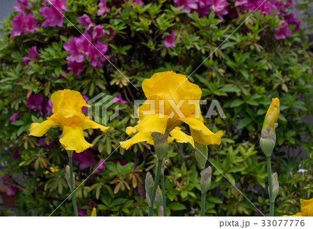 ジャーマンアイリス 33077776