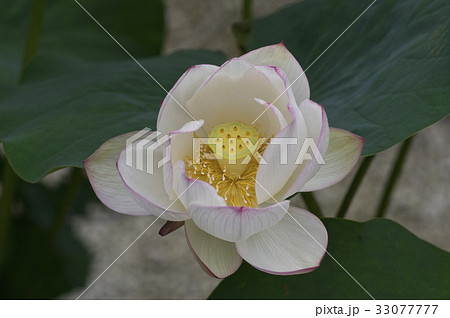 ハスと花托 33077777