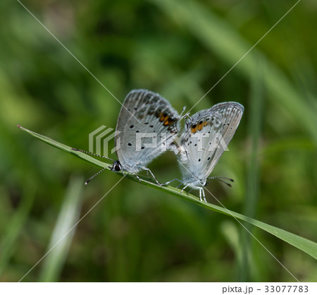 交尾するツバメシジミ 交尾するツバメシジミ 33077783