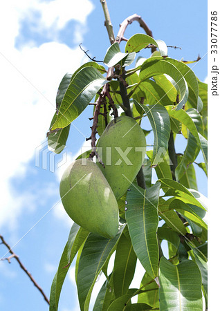 キンコーマンゴー(金煌マンゴー) キンコーマンゴー(金煌マンゴー) 33077786