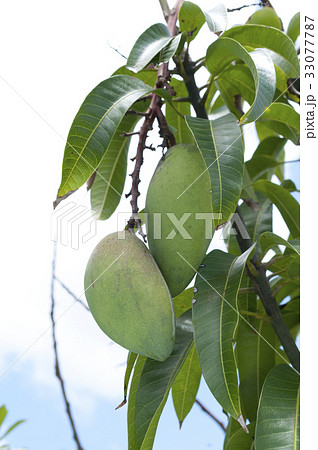 キンコーマンゴー(金煌マンゴー) キンコーマンゴー(金煌マンゴー) 33077787