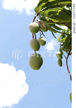 キンコーマンゴー（金煌マンゴー） 33077794