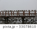 雪の中の鳥 33078610