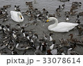 白鳥と鴨 33078614