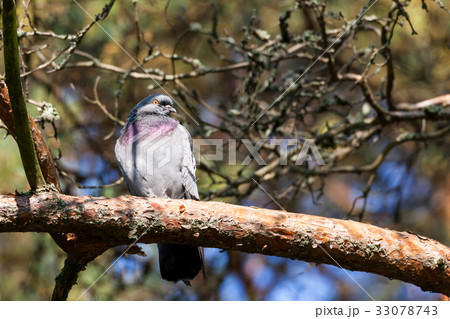 Angry pigeon on branch Angry pigeon on branch 33078743