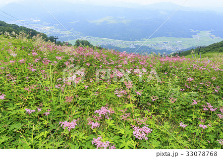 五竜 五竜 33078768