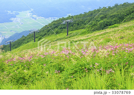 五竜 五竜 33078769