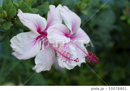 ハイビスカス 33078801
