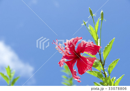 ハイビスカス 33078806