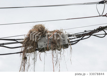 Bird nest on power pole 33078844