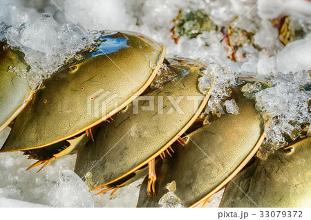 Top and Under Shell of Horseshoe Crab on Ice Top and Under Shell of Horseshoe Crab on Ice 33079372