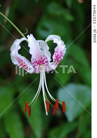 鹿の子百合（カノコユリ）　Lilium speciosum 33079644