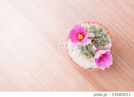 closeup pink cactus flower on wooden background. 33080031