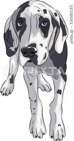 Vector. Puppy of the Great Dane. 33080185