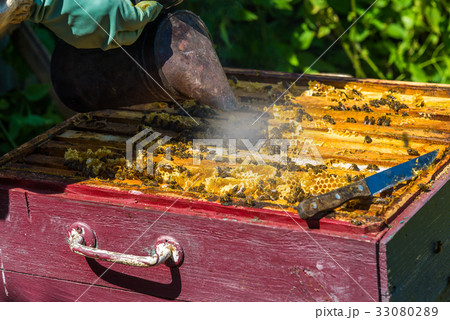 The beekeeper smokes the smoke of bees - drives The beekeeper smokes the smoke of bees - drives 33080289