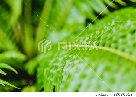 Green Fern rain forest background concept Green Fern rain forest background concept 33080618