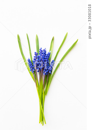 Beautiful composition - blue muscari lie on a Beautiful composition - blue muscari lie on a 33081018