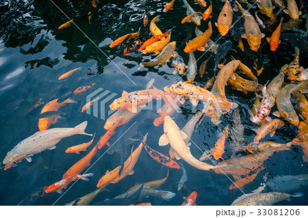 Many red fish in the pond close-up Many red fish in the pond close-up 33081206