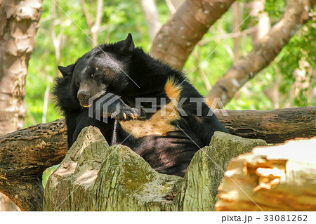 Asian black bear or Ursus thibetanus in zoo Asian black bear or Ursus thibetanus in zoo 33081262