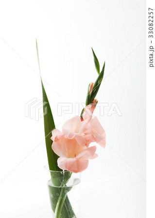 グラジオラス 33082257