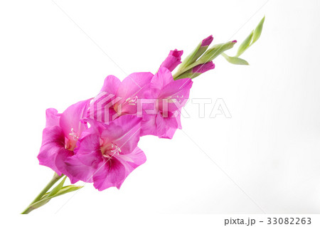 グラジオラス 33082263