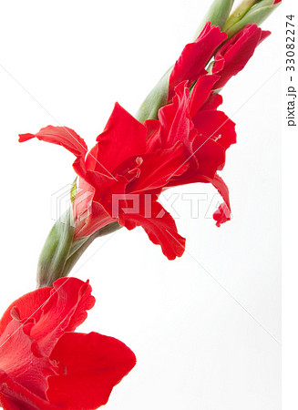 グラジオラス 33082274