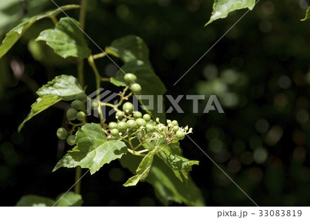 テリハノブドウ テリハノブドウ 33083819