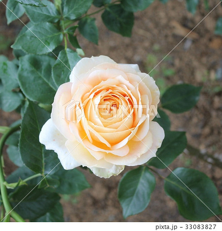 薔薇 薔薇 33083827