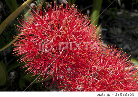 線香花火（フットボールリリー） 33083859