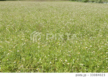休耕畑のタチアワユキセンダングサ 33084023