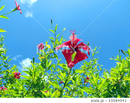 ハイビスカス ハイビスカス 33084041