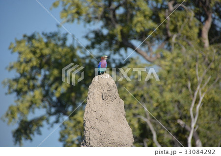 アフリカ、ボツワナ共和国の世界遺産オカバンゴ湿地帯、モレミ動物保護区のライラック・ニシブッポウソウ 33084292
