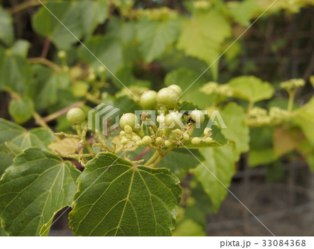 テリハノブドウ テリハノブドウ 33084368