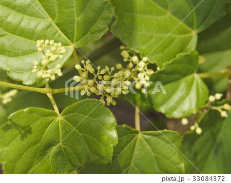 テリハノブドウ 33084372