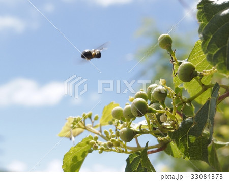 テリハノブドウ テリハノブドウ 33084373