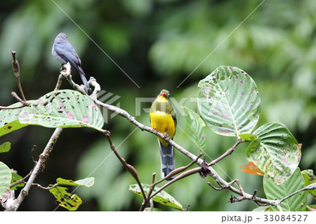 スマトラキヌバネドリ 33084527