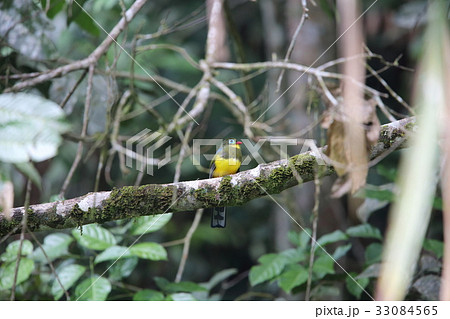 スマトラキヌバネドリ 33084565