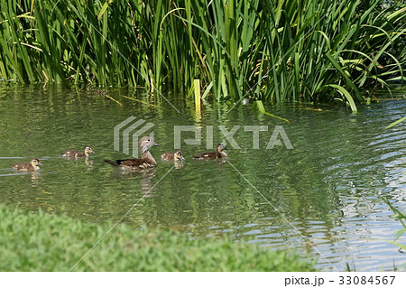 オシドリの親子 オシドリの親子 33084567