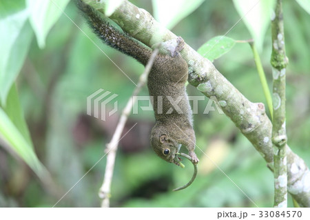 ホソスンダリス 33084570