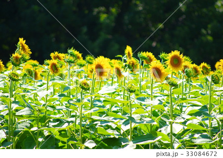 ひまわりの花 ひまわりの花 33084672
