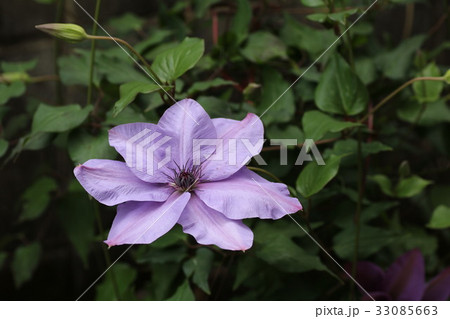 クレマチス　てっせん 33085663