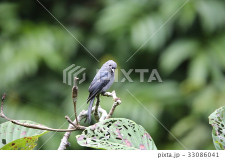 ハイイロオウチュウ 33086041