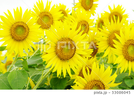 ひまわり 33086045