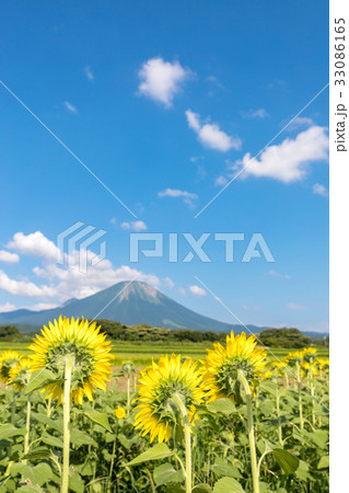 ヒマワリ畑と伯耆大山 33086165