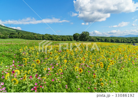 伯耆大山〜夏〜ひまわりの花とコスモスの花 33086192