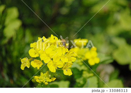 菜の花と蜂 33086313